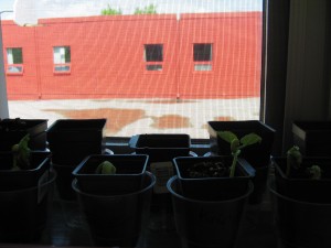 Our beans have finished germinating, and have been replanted.