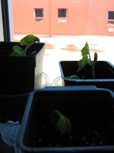 Some are just starting to emerge from the soil, while others are already growing tall stems and leaves!