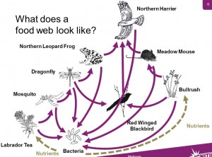 The food web from our slideshow. 