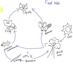 The food web we created together. 