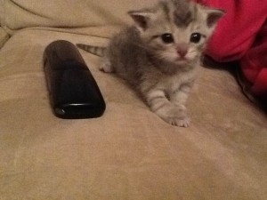 Here is a picture of a new kitten at this students house!