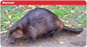 The beaver is one of the animals that students are researching. 