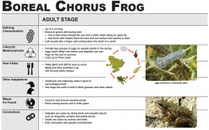 So is the Boreal Chorus Frog. Students had access to these Wetlands Cards to get started. 